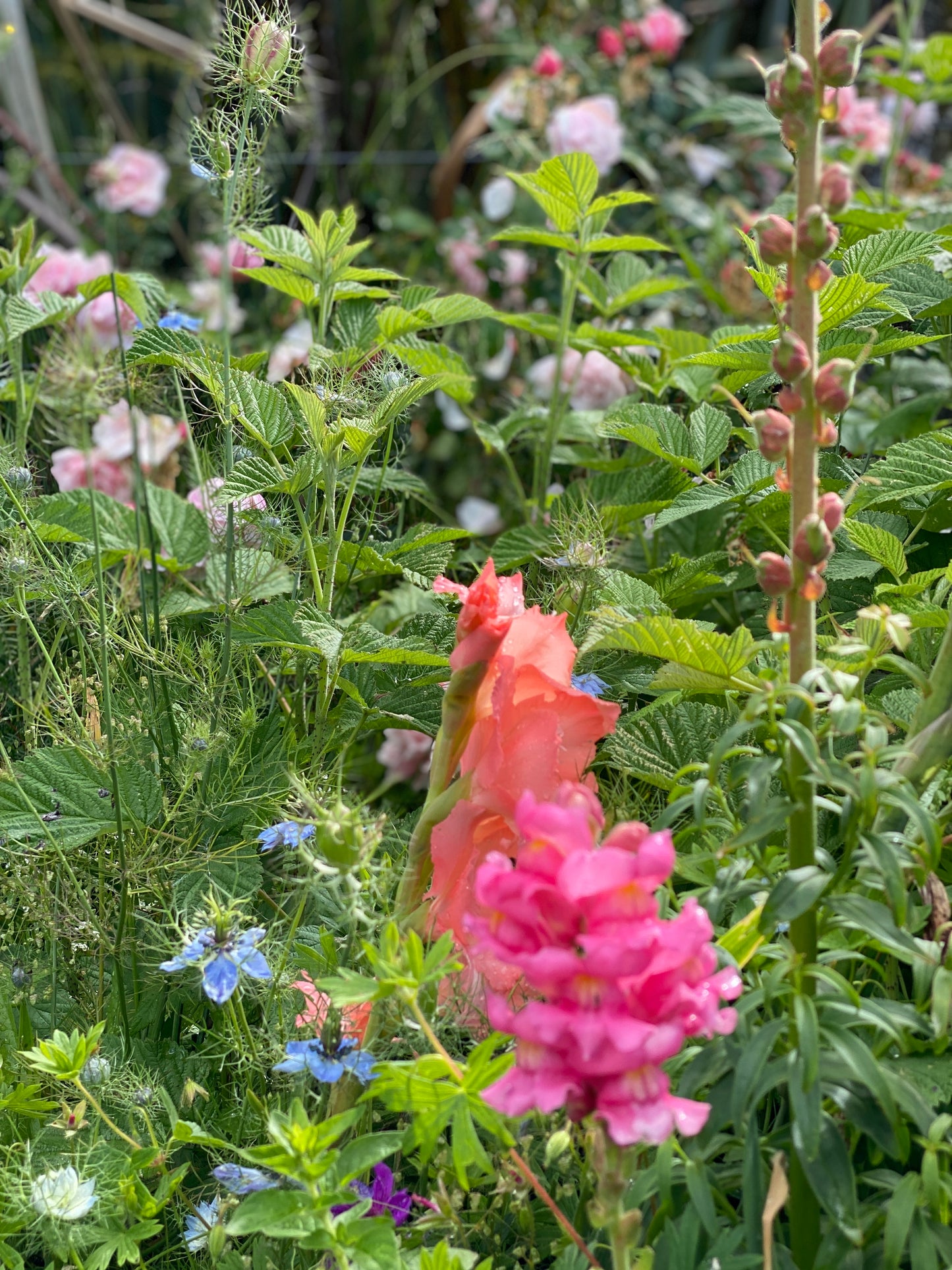 Nigella 'Miss Jekyll"