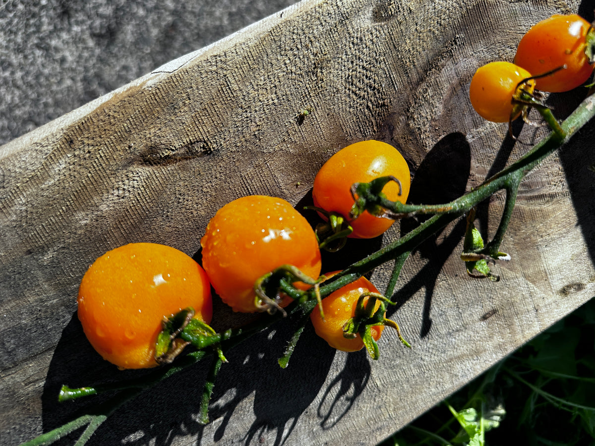 Ripe orange Moonglow tomato grown at A Garden Between