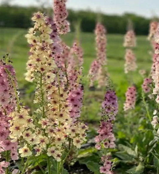 Verbascum Southern belle