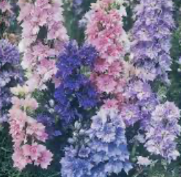 Campanula Cup N Saucers