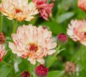 Calendula Sunset Tones