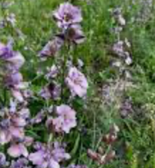 Larkspur 'Misty Lavender"