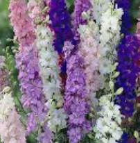 Larkspur 'Hyacinth Dwarf'