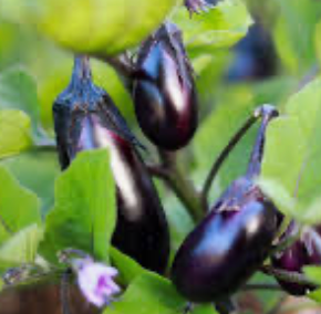 Aubergine 'Black Beauty'