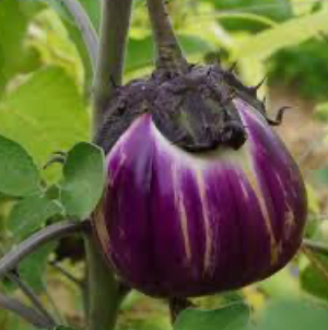 Aubergine 'Florence purple'