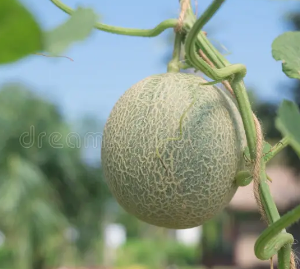 Honeydew Melon