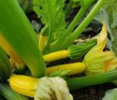 Courgette/Zucchini Solar Flare