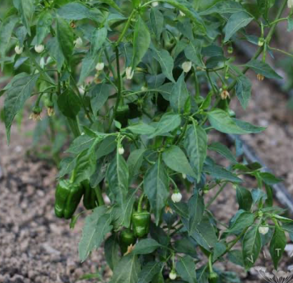 Jalapeño Chilli