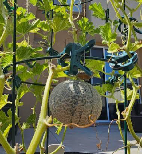 Charentais Melon