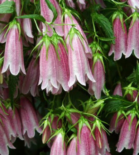 Korean Bellflower — Campanula takesimana