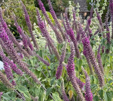 Purple Tails — Teucrium hircanicum