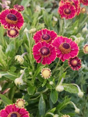 Helenium ‘Helena Red Shades