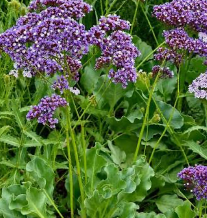 Statice / Sea Lavender