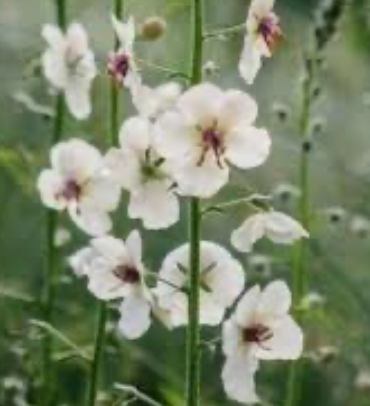 Verbascum White Blush