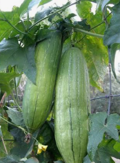 Smooth luffa