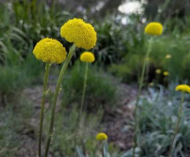Billy Buttons