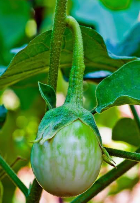Thai Green Egg Aubergine