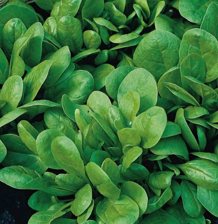 Andromeda Spinach