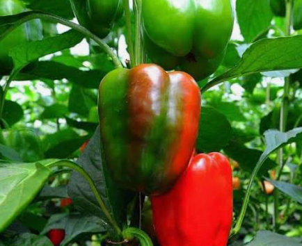 Capsicum Sweet Delight