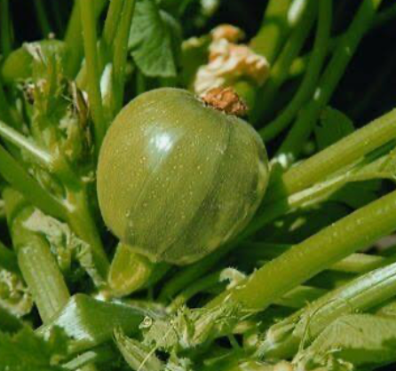 Courgette/Zucchini Tondo di Nizza
