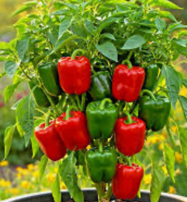 Californian Wonder Capsicum