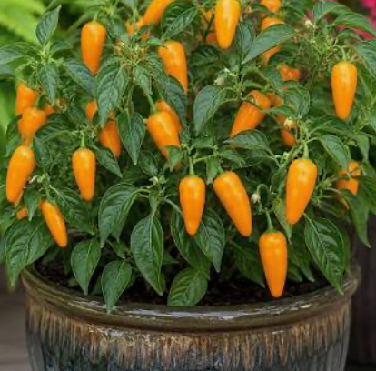 Jalapeño Orange Spice Chilli