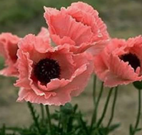 Perennial Poppy Coral Reef - Papaver Orientale