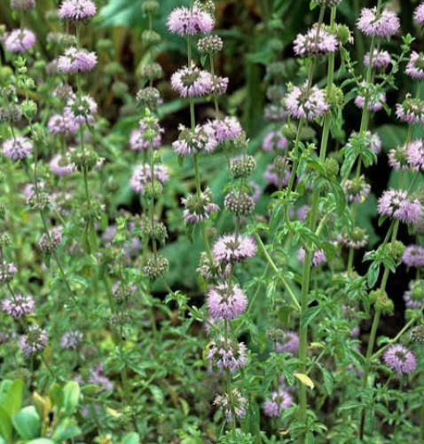Pennyroyal Mentha Pulegium
