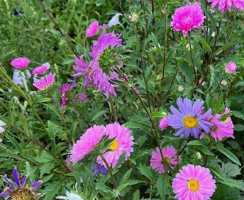 Aster Cut Flower Mixed