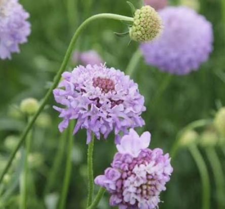 Scabious Oxford Blue