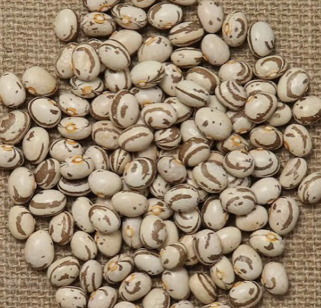 Goat Eye Bean (Ojo de Cabra)