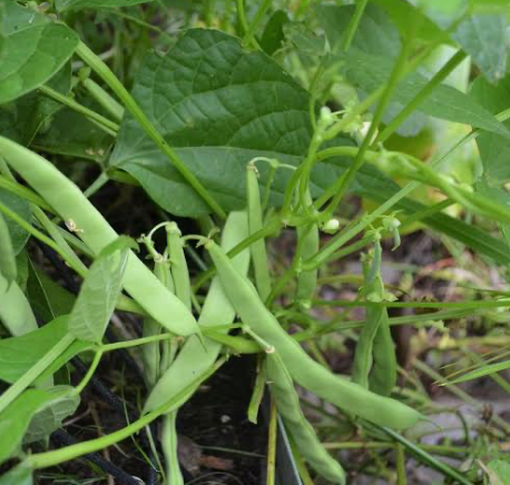 Colombian Black Dwarf — Heritage Drying Bean