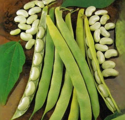 Dwarf Cannellino — Heritage Drying Bean