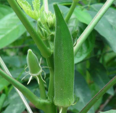 Okra