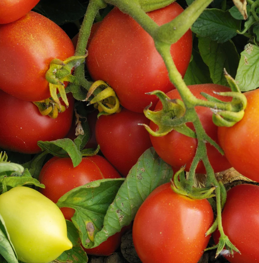 Sicilian Sauce Tomato