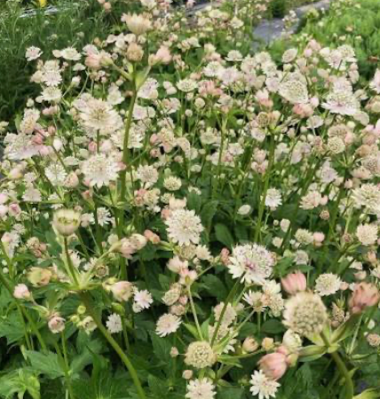 Astrantia Major- Greater Masterwort