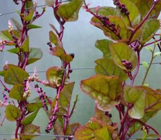 Malabar Spinach — Basella alba