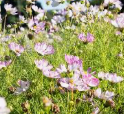 Cosmos Capriola