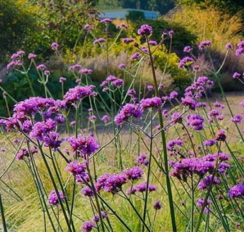 Verbena Purple Top Vervain