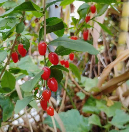 Goji Berry — Lycium barbarum
