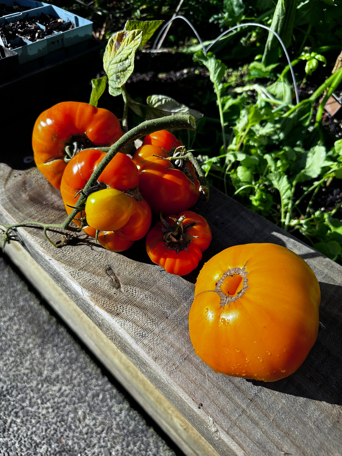 Sean's Yellow Tomato