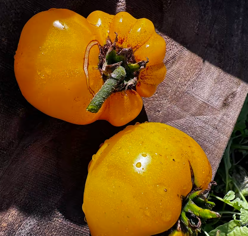 Ripe Sean's Yellow tomato grown at A Garden Between