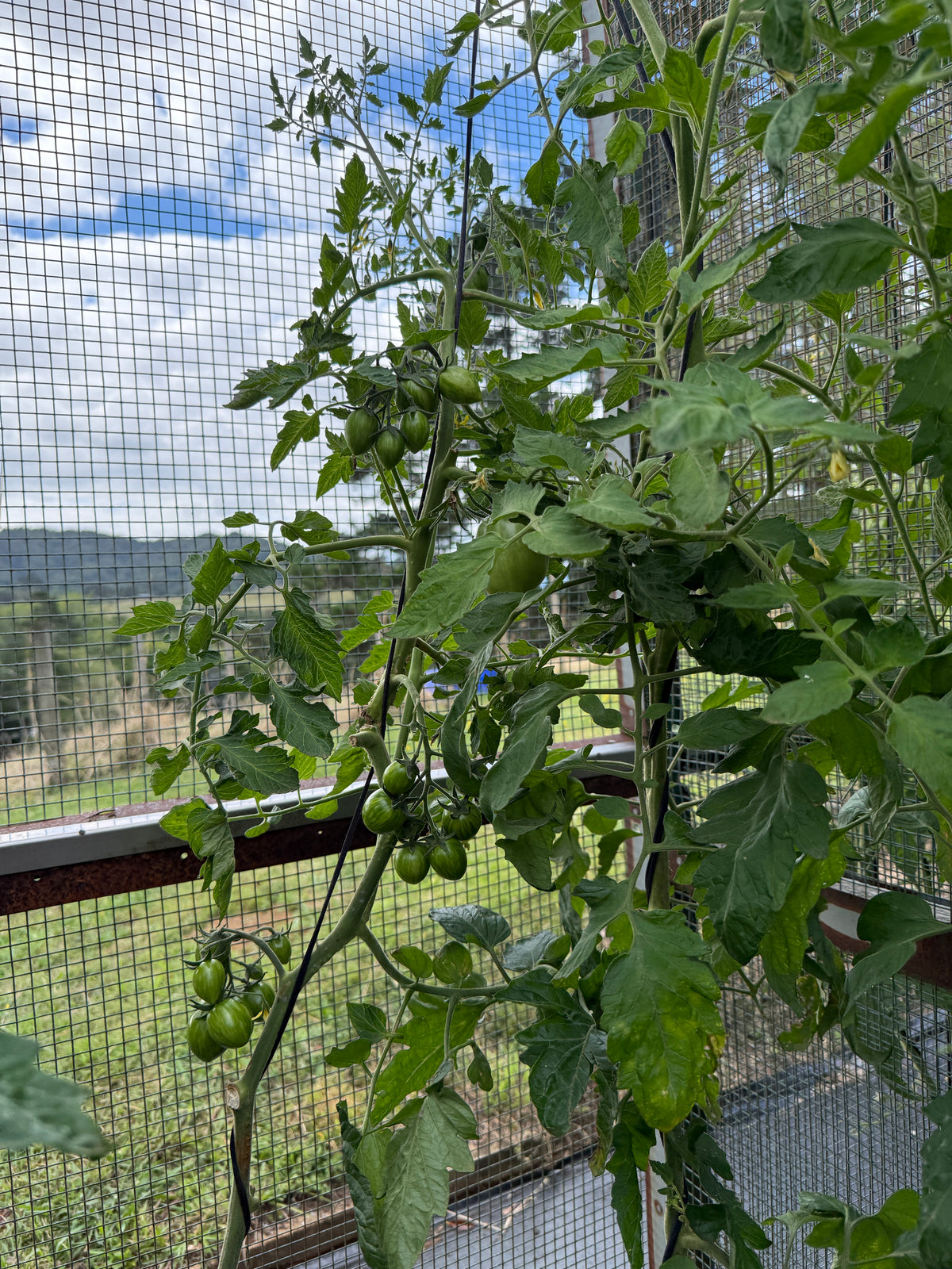 Sunrise Bumble Bee cherry tomatoes ripening on the vine at A Garden Between