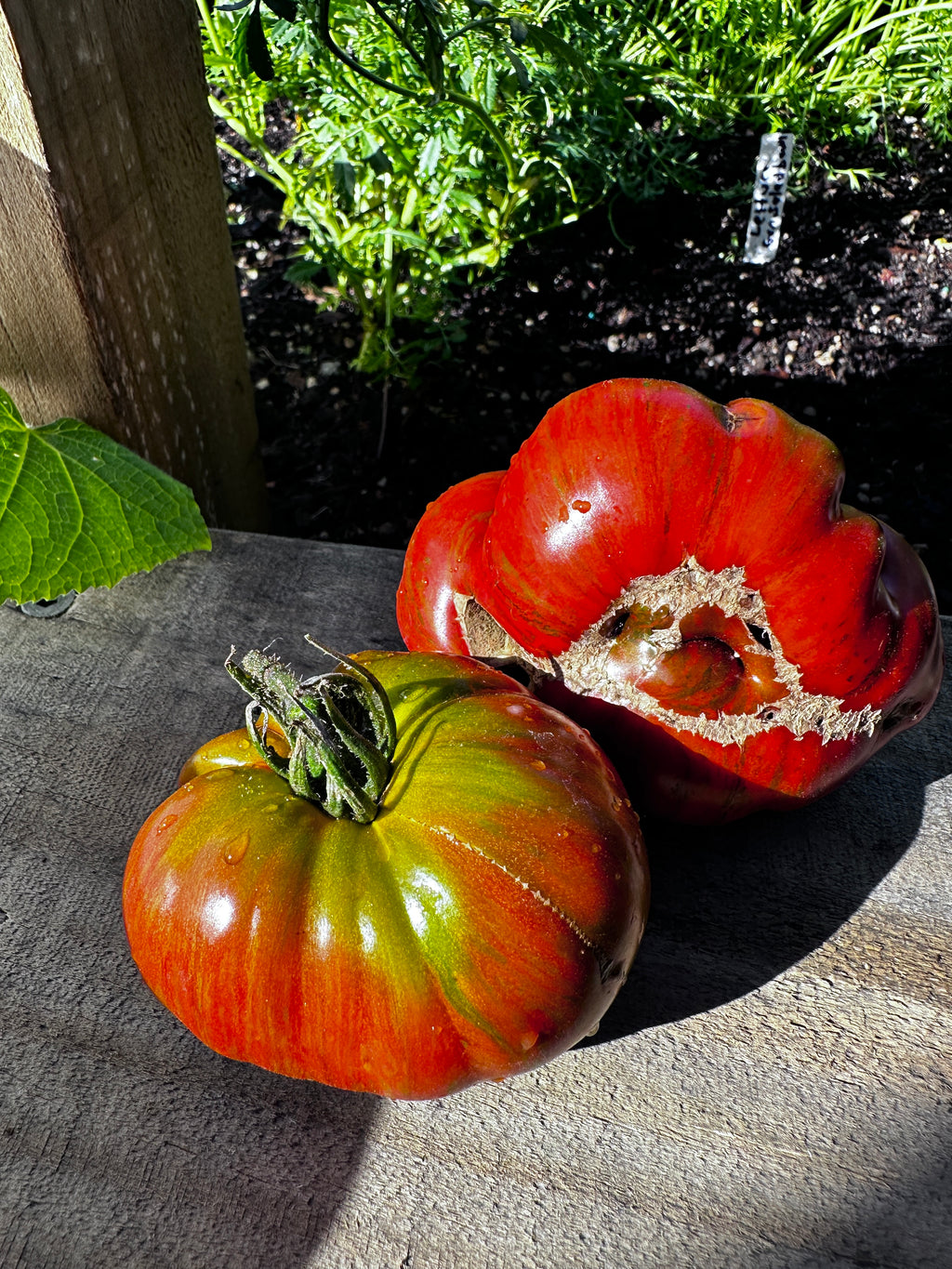 Vintage Wine tomato grown at A Garden Between showing pink and golden striped flesh